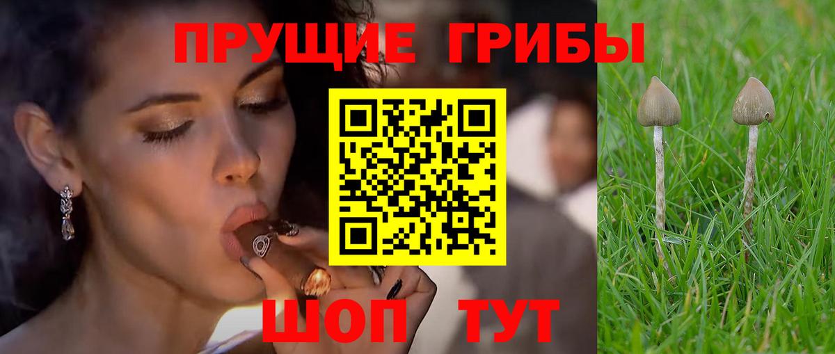 Галлюциногенные грибы Cubensis Курчатов